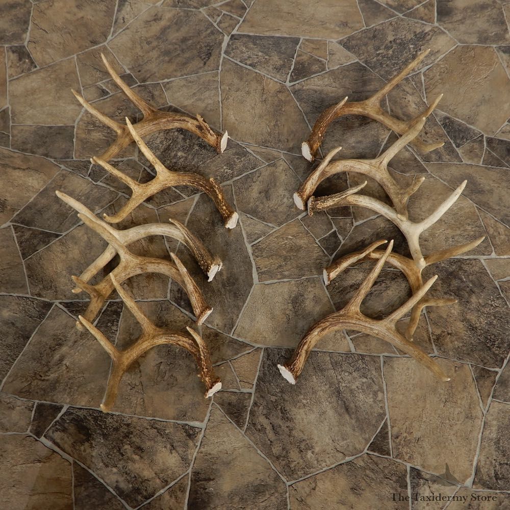 Whitetail Deer Antler Craft Pack For Sale #21336 @ The Taxidermy Store