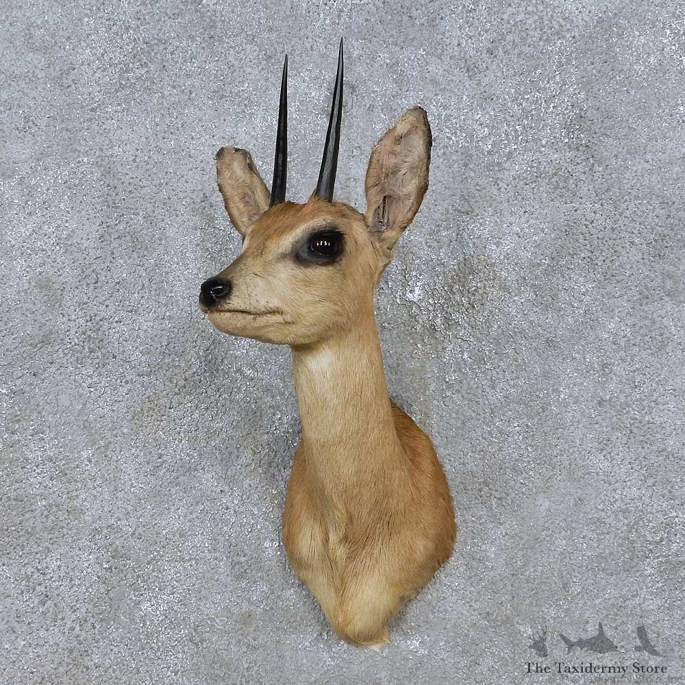 African Steenbok Shoulder Mount For Sale #14575 @ The Taxidermy Store