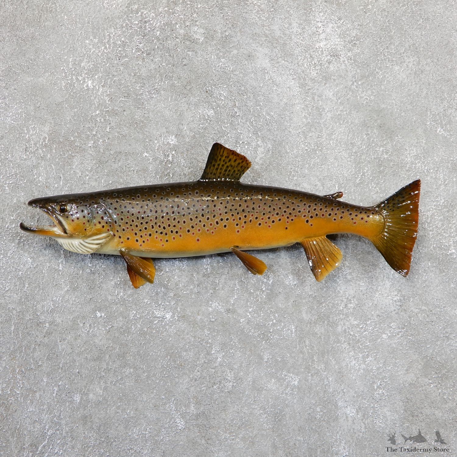 Brown Trout Fish Mount For Sale #19673 @ The Taxidermy Store