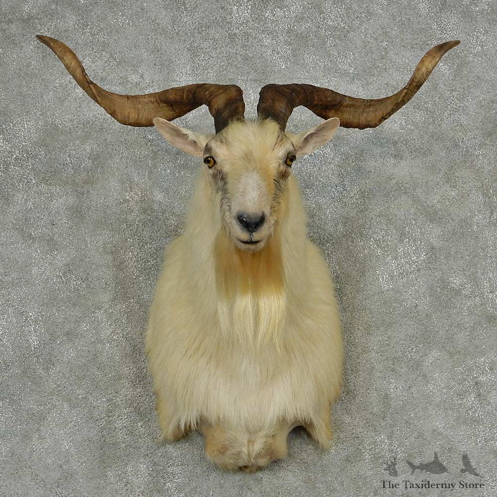 White Catalina Goat Shoulder Mount #13947 For Sale @ The Taxidermy Store