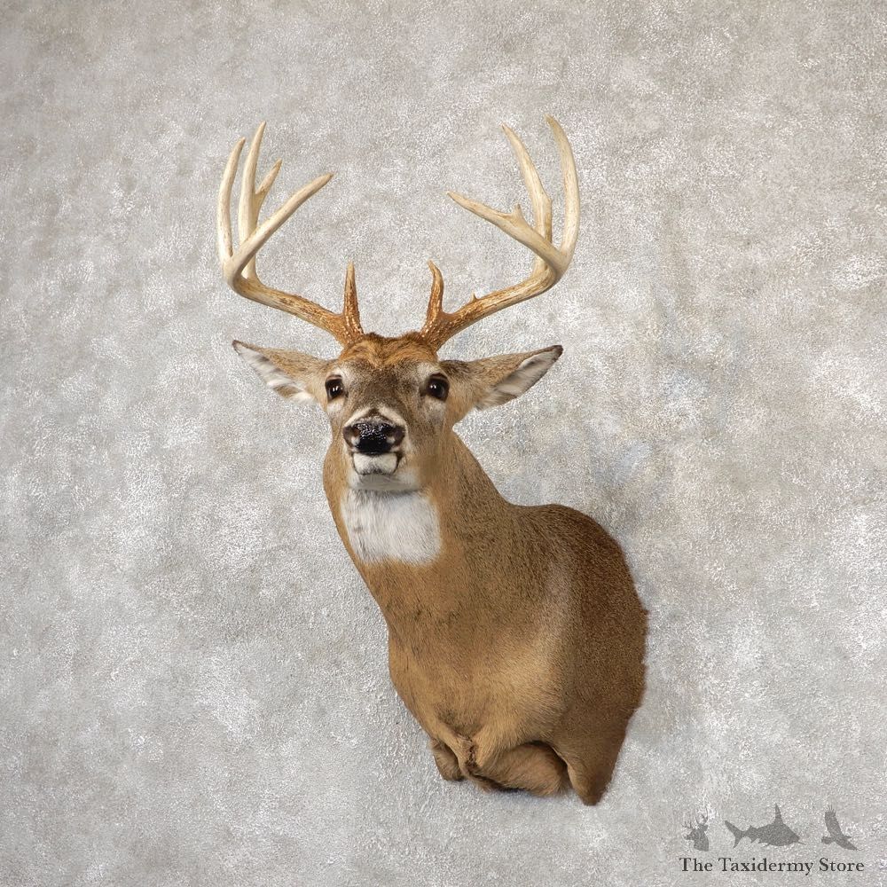 Whitetail Deer Shoulder Mount #18852 For Sale - The Taxidermy Store