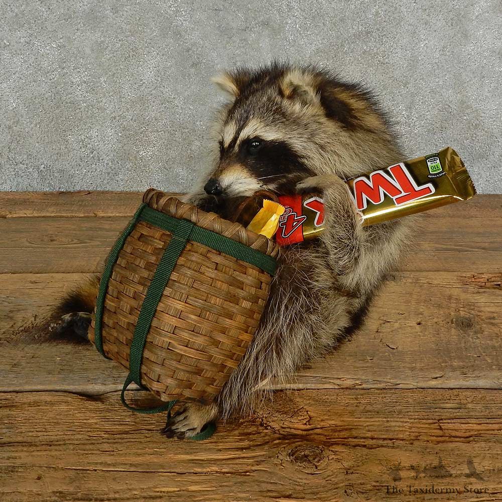 Novelty Raccoon Life-Size Mount For Sale #16971 @ The Taxidermy Store