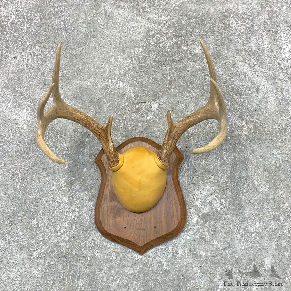 Whitetail Deer Antler Plaque Mount For Sale #22667 @ The Taxidermy Store