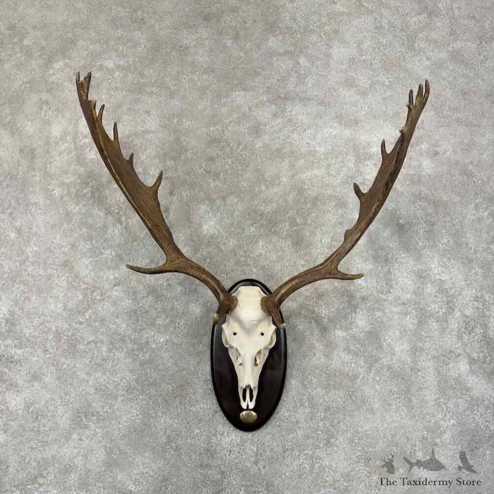 Spanish Fallow Deer Skull Antler European Mount For Sale #32150 @ The Taxidermy Store
