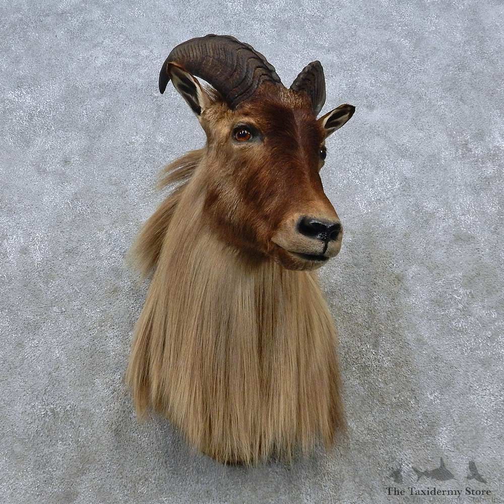 Himalayan Tahr Shoulder Mount For Sale #15037 @ The Taxidermy Store