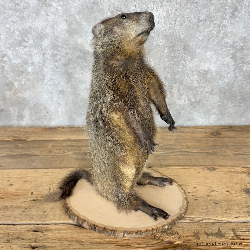 Woodchuck Life-Size Mount For Sale #30191 @ The Taxidermy Store