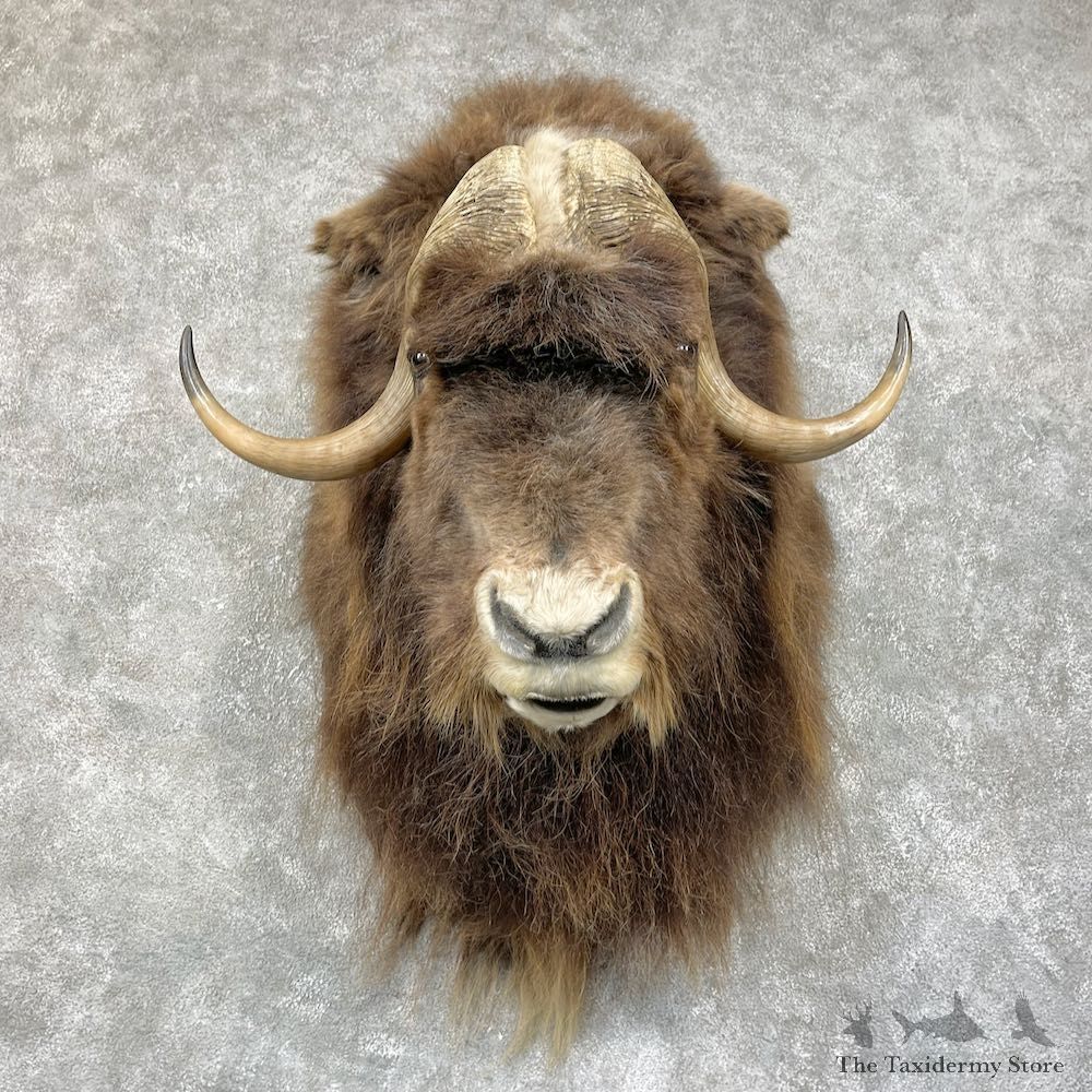 Greenland Muskox Shoulder Mount For Sale #25706 @ The Taxidermy Store