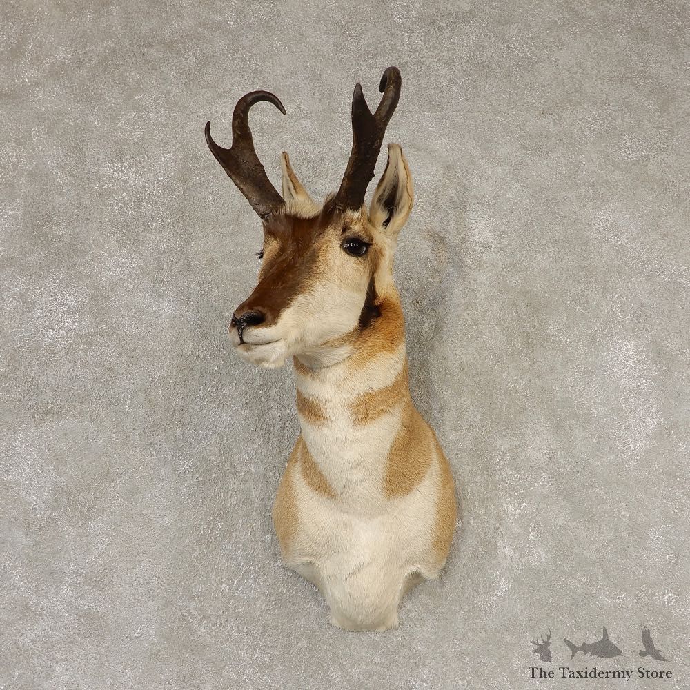 Pronghorn Antelope Shoulder Mount For Sale #21598 @ The Taxidermy-Store