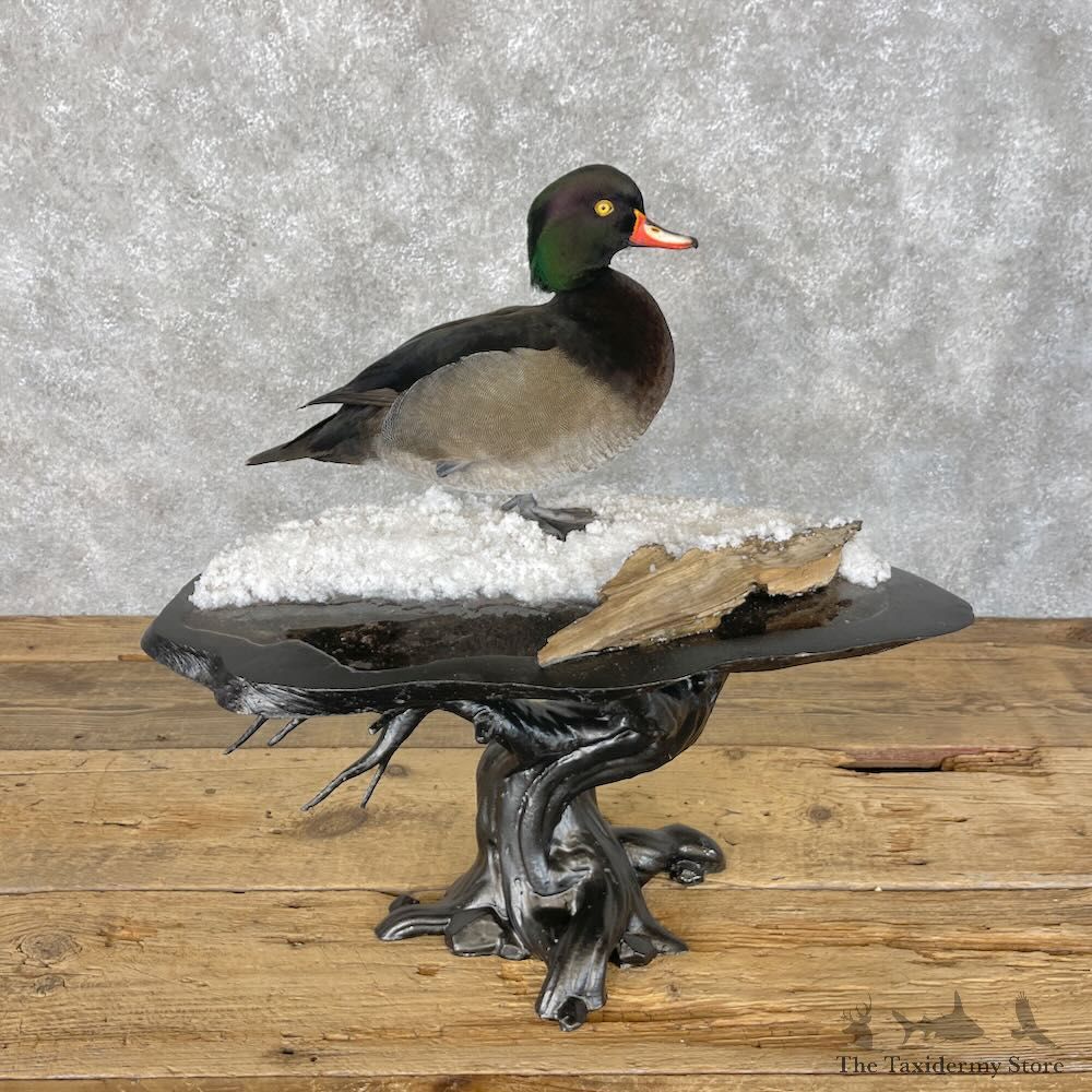 Wood Duck x Tufted Duck Cross Bird Mount For Sale #28404 @ The Taxidermy Store