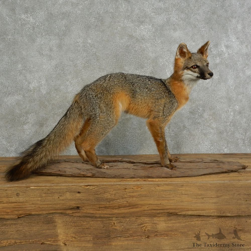 Grey Fox Life-Size Mount For Sale #17044 @ The Taxidermy Store