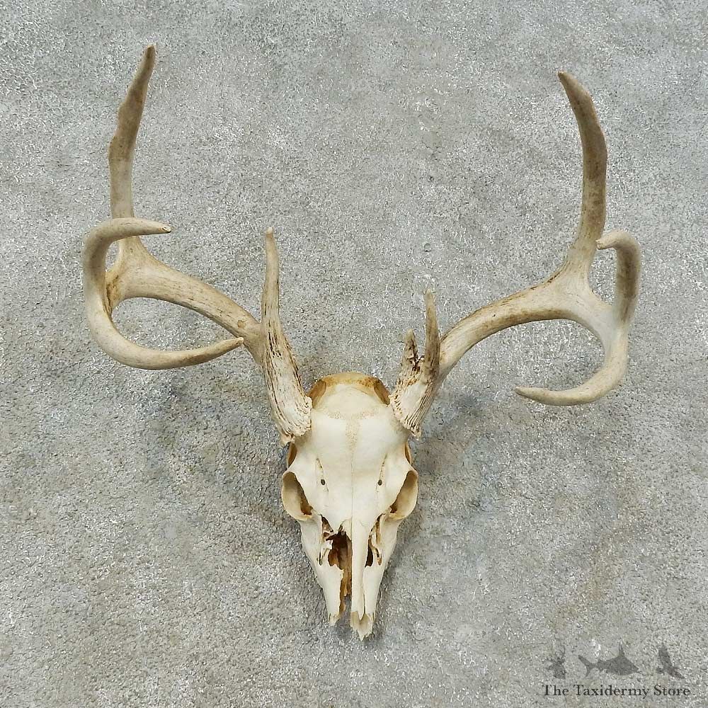 Whitetail Deer Skull European Mount For Sale #16243 @ The Taxidermy Store