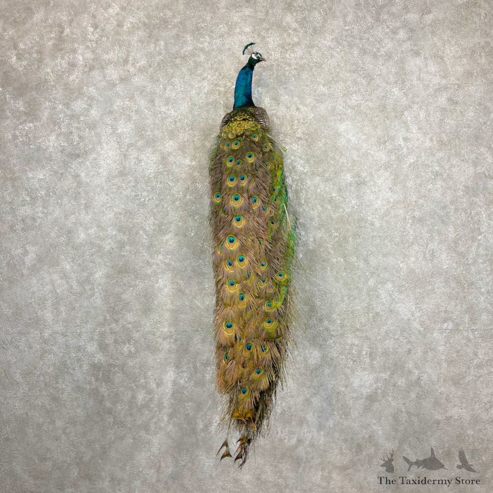 Blue Indian Peacock Bird Mount For Sale #27079 @ The Taxidermy Store