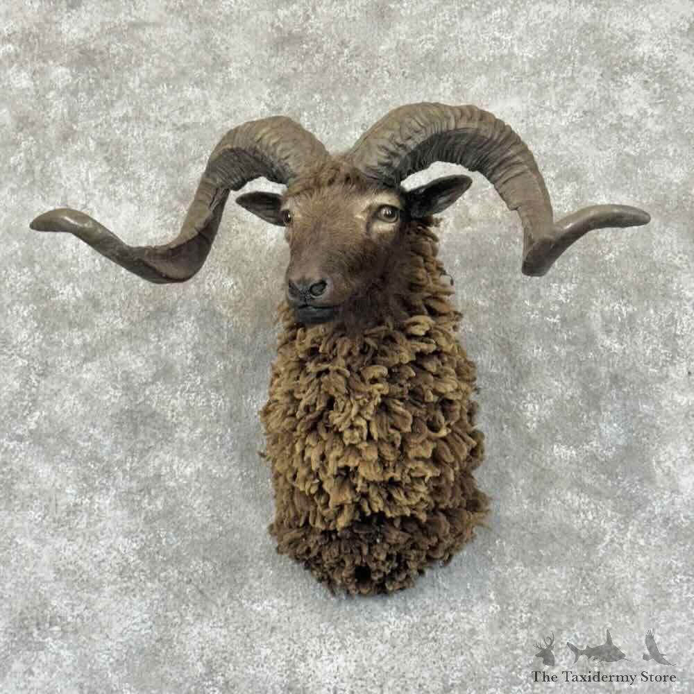 Arapawa Sheep Shoulder Mount For Sale #30875 @ The Taxidermy Store