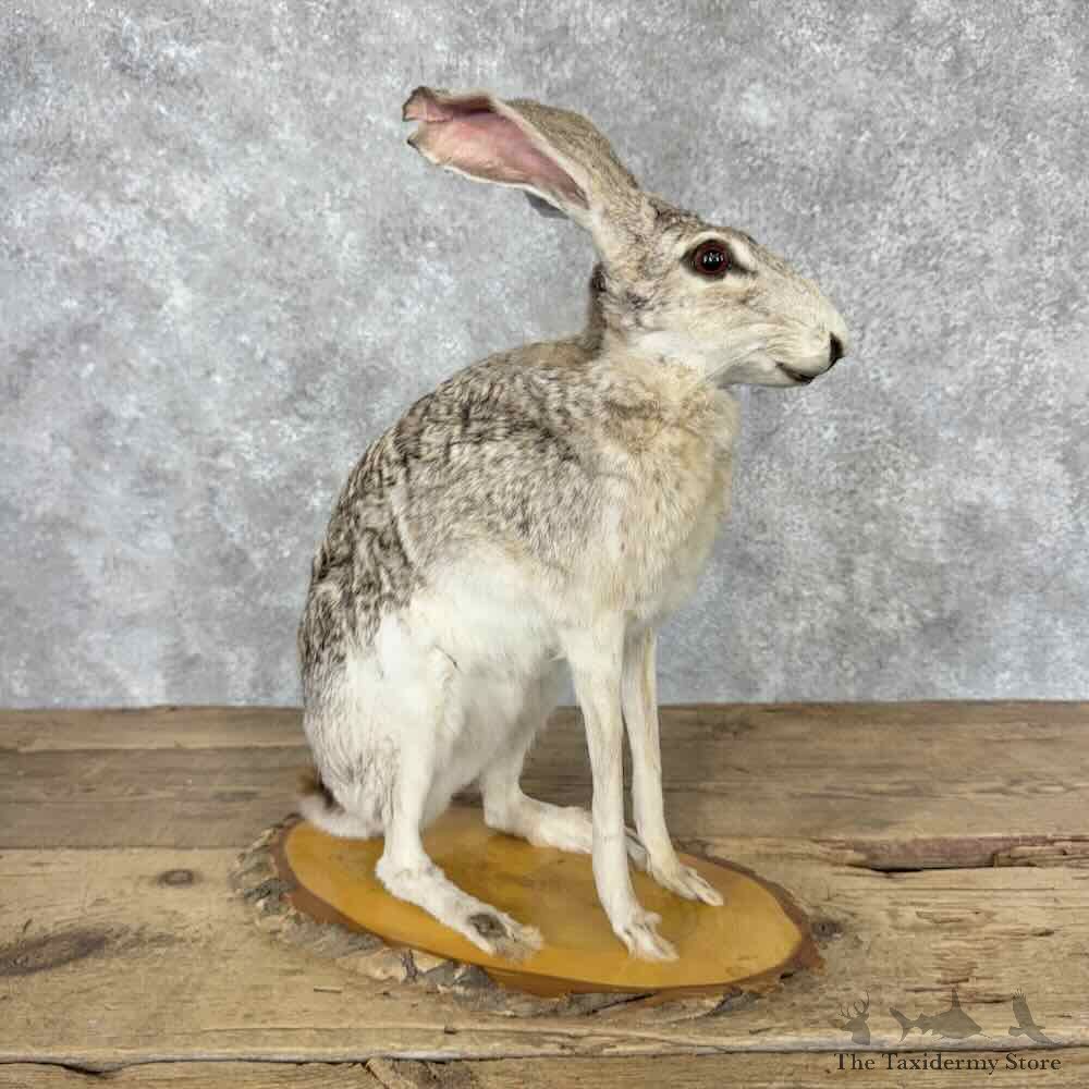 Black-tailed Jackrabbit Mount For Sale #31623 @ The Taxidermy Store