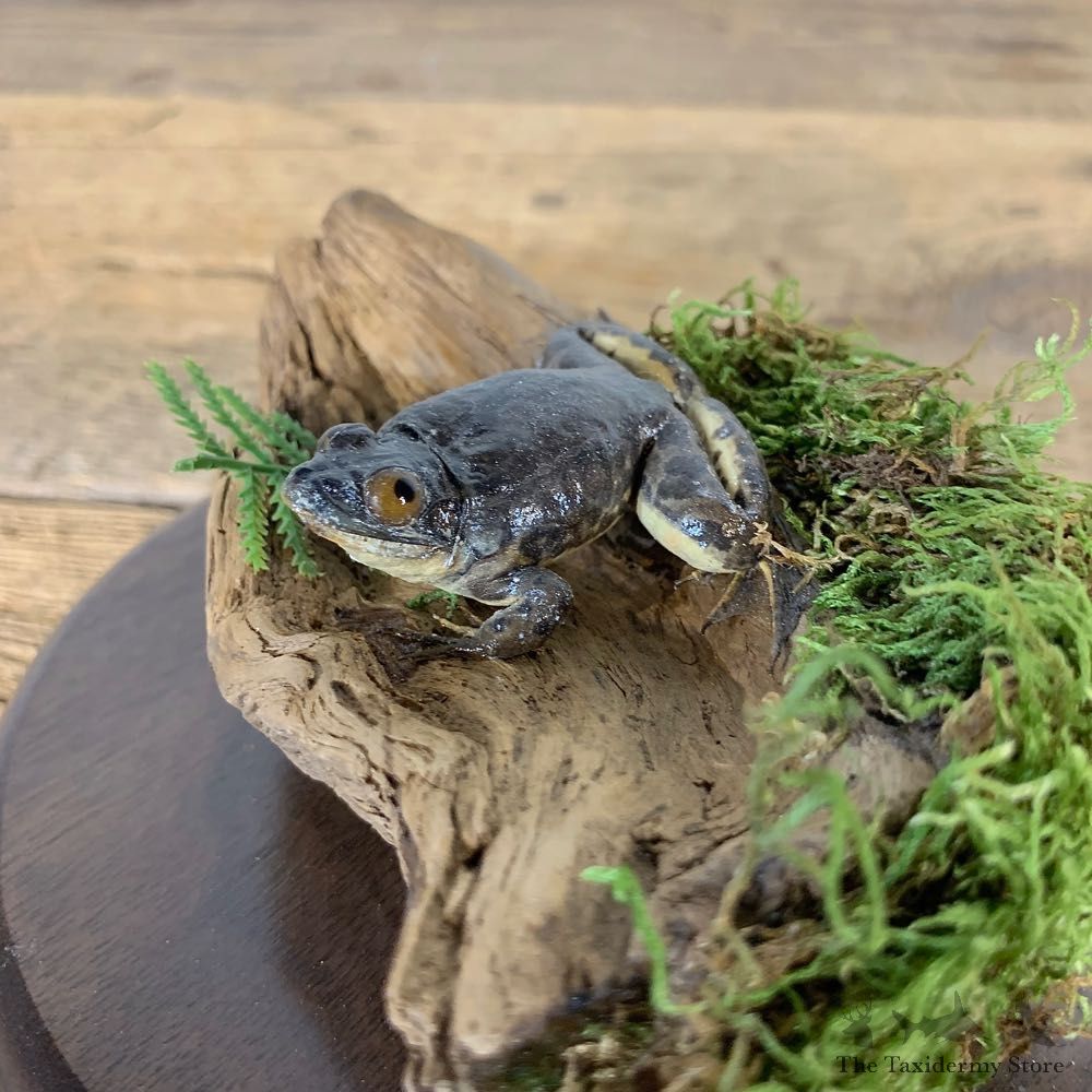 Copes Grey Tree Frog Taxidermy Mount For Sale #21551 @ The Taxidermy Store