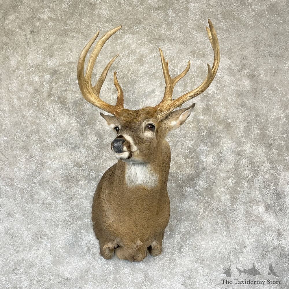 Whitetail Deer Shoulder Mount For Sale #28166 - The Taxidermy Store