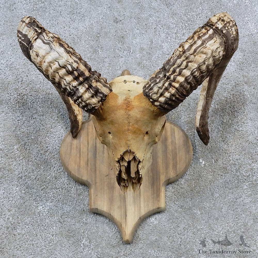Corsican Ram Skull European Mount For Sale #15575 @ The Taxidermy Store