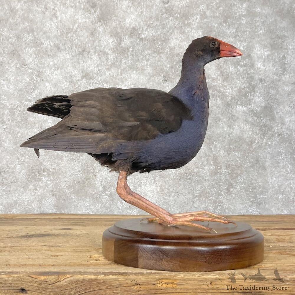 Australasian Swamphen Bird Mount For Sale #28409 @ The Taxidermy Store