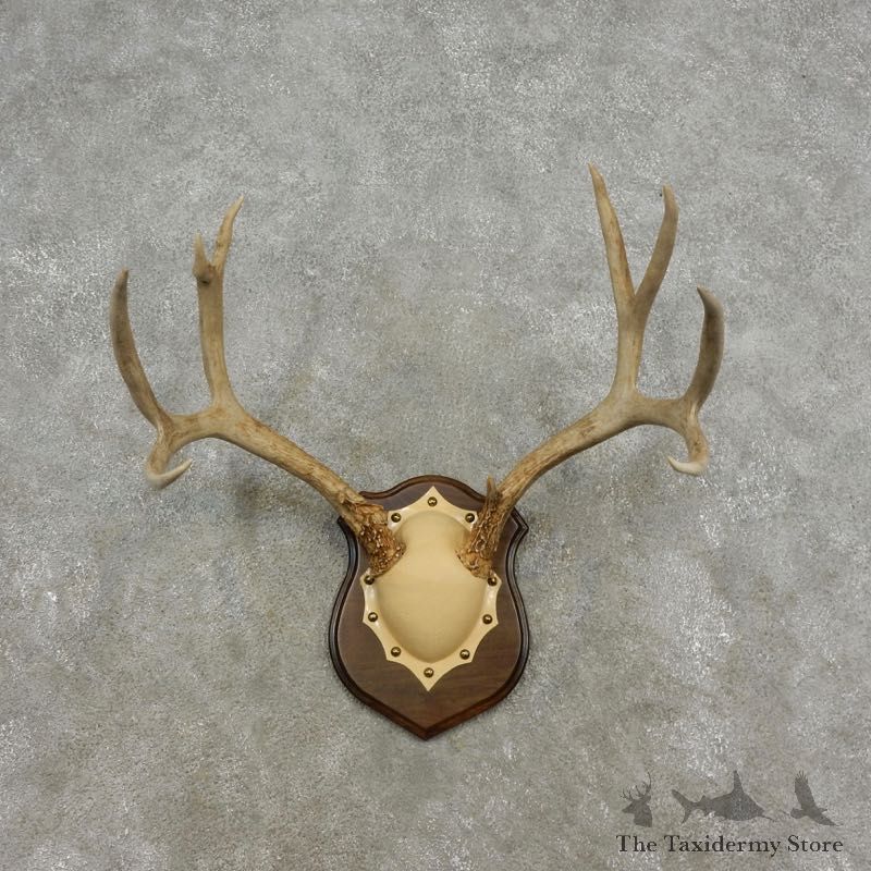 Mule Deer Taxidermy European Antler Plaque #17304 For Sale @ The Taxidermy Store