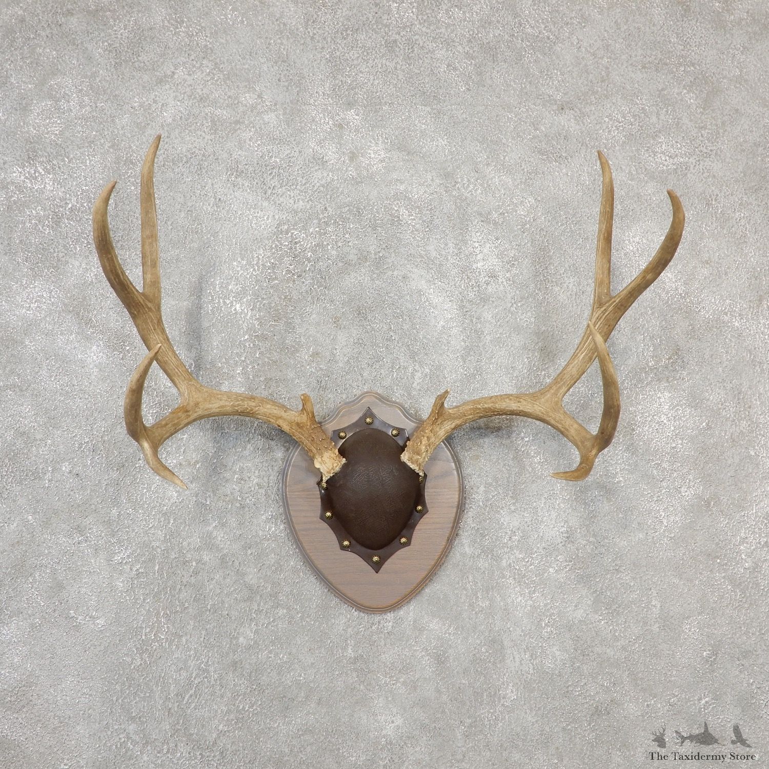 Mule Deer Taxidermy Antler Plaque #19140 For Sale @ The Taxidermy Store