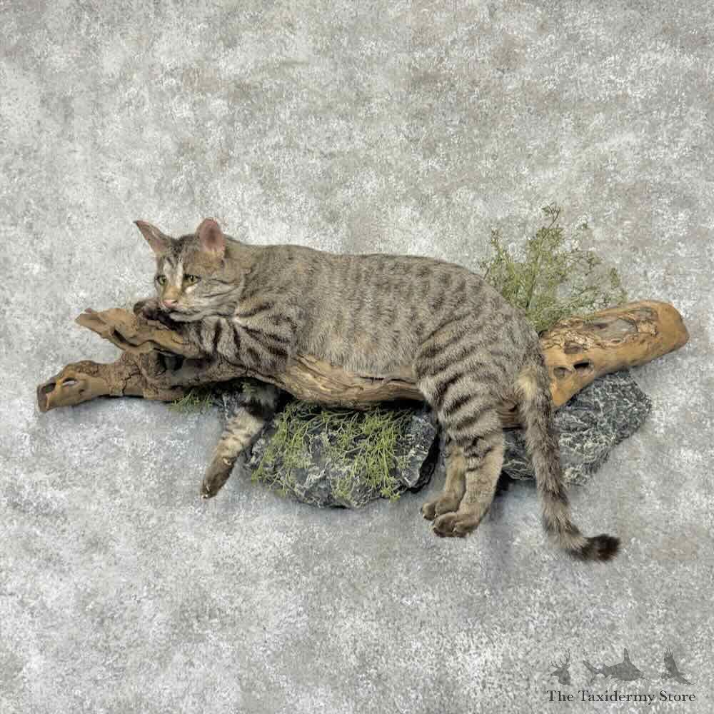 African Wildcat Life Size Mount For Sale #31661 @ The Taxidermy Store