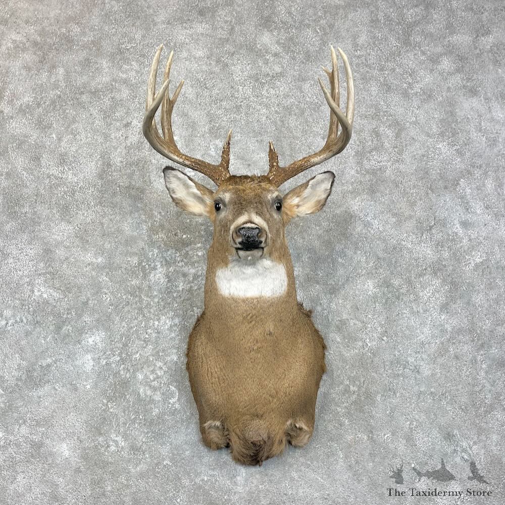 Whitetail Deer Shoulder Mount For Sale #28009 @ The Taxidermy Store