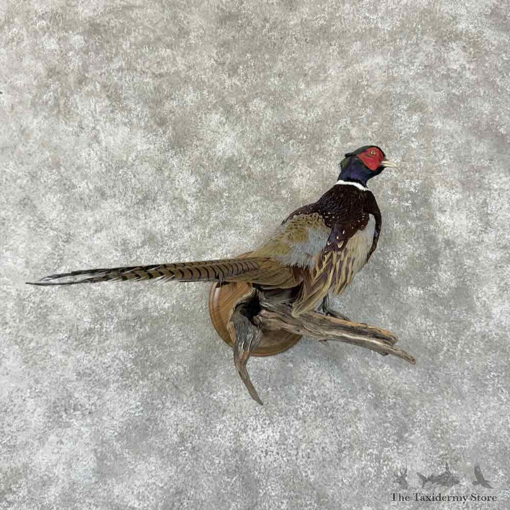 Ringneck Pheasant Bird Mount For Sale #30794 @ The Taxidermy Store