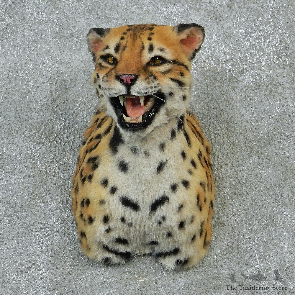 Female Ocelot Taxidermy Shoulder Mount #12902 For Sale @ The Taxidermy Store