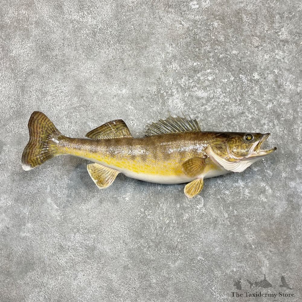 Walleye Taxidermy Mount For Sale #27325 @ The Taxidermy Store