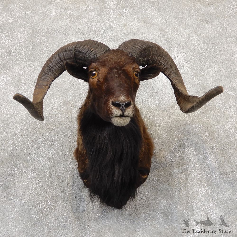 Corsican Ram Shoulder Mount For Sale #18865 @ The Taxidermy Store