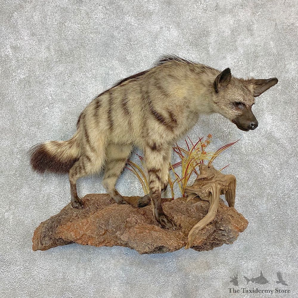 African Aardwolf Mount For Sale #21524 @ The Taxidermy Store