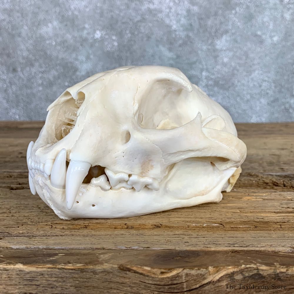 Mountain Lion Cougar Full Skull For Sale #22060 @ The Taxidermy Store