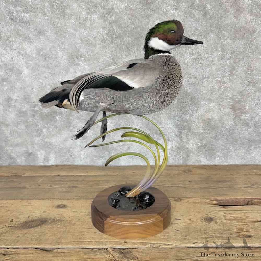 Falcated Duck Bird Mount For Sale #31540 @ The Taxidermy Store