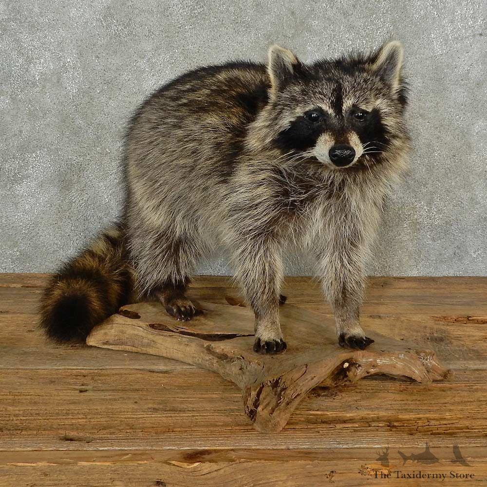 Raccoon Life-Size Mount For Sale #16837 @ The Taxidermy Store