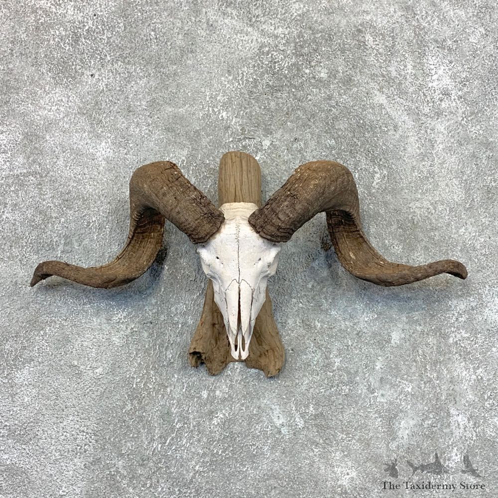 Corsican Ram Skull European Mount For Sale #22656 @ The Taxidermy Store
