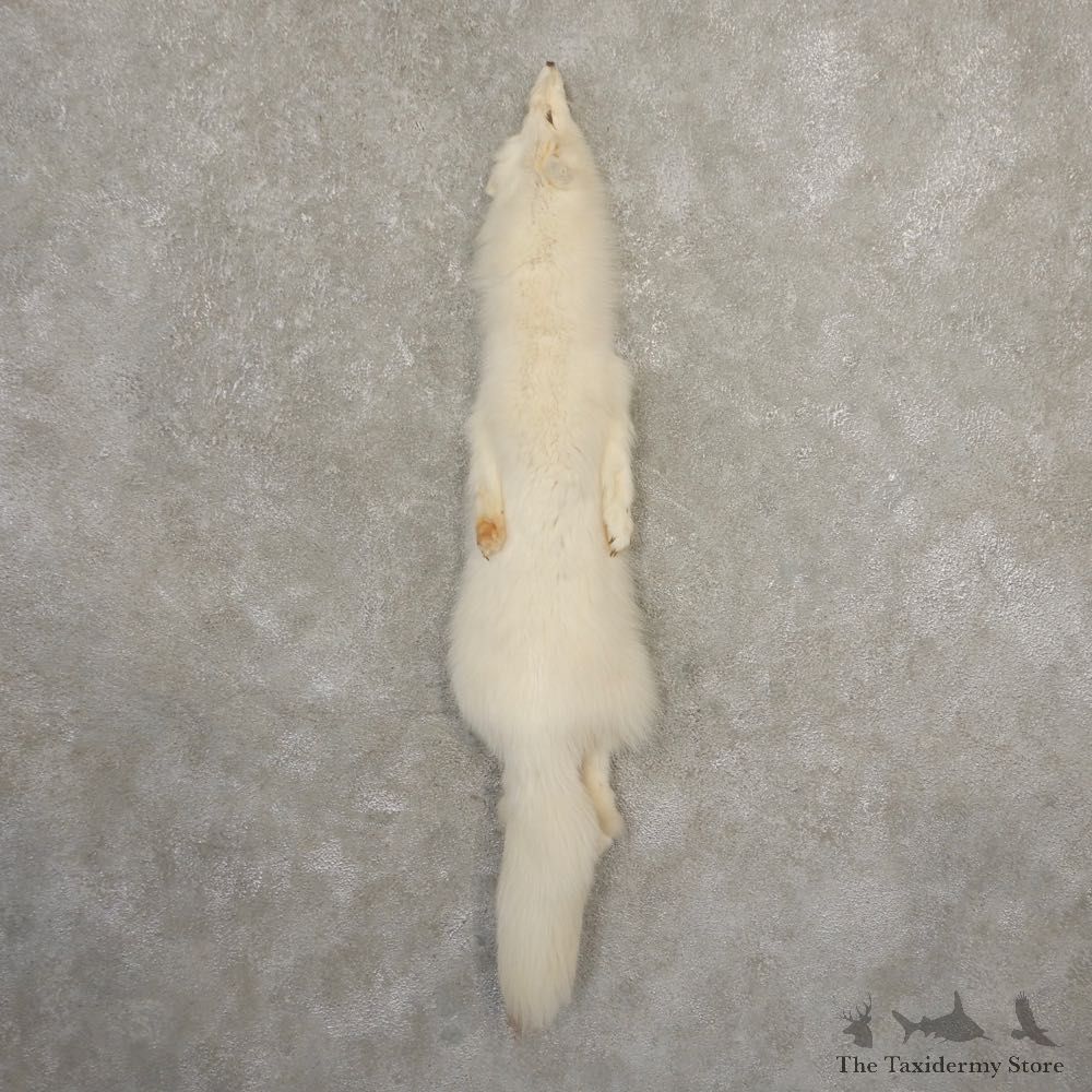 Arctic Fox Tanned Hide For Sale #20681 @ The Taxidermy Store