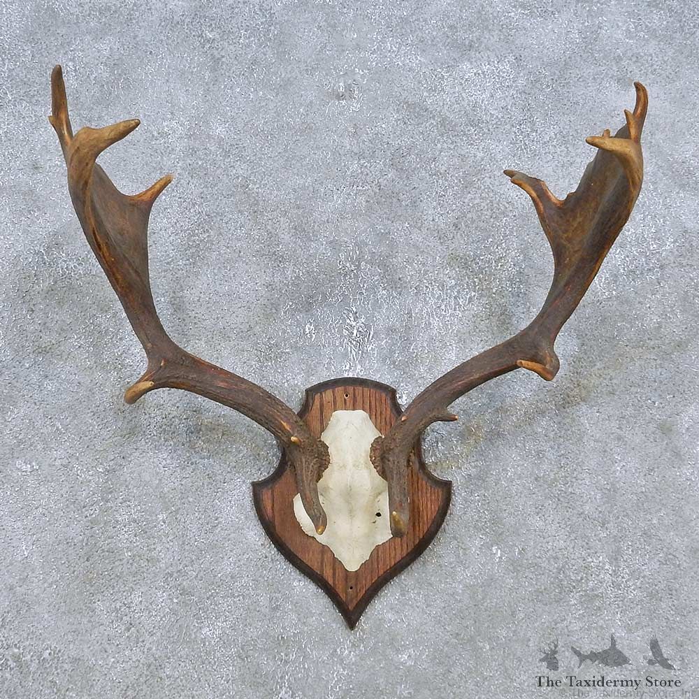 Fallow Deer Skull Antler European Mount For Sale #14784 @ The Taxidermy Store