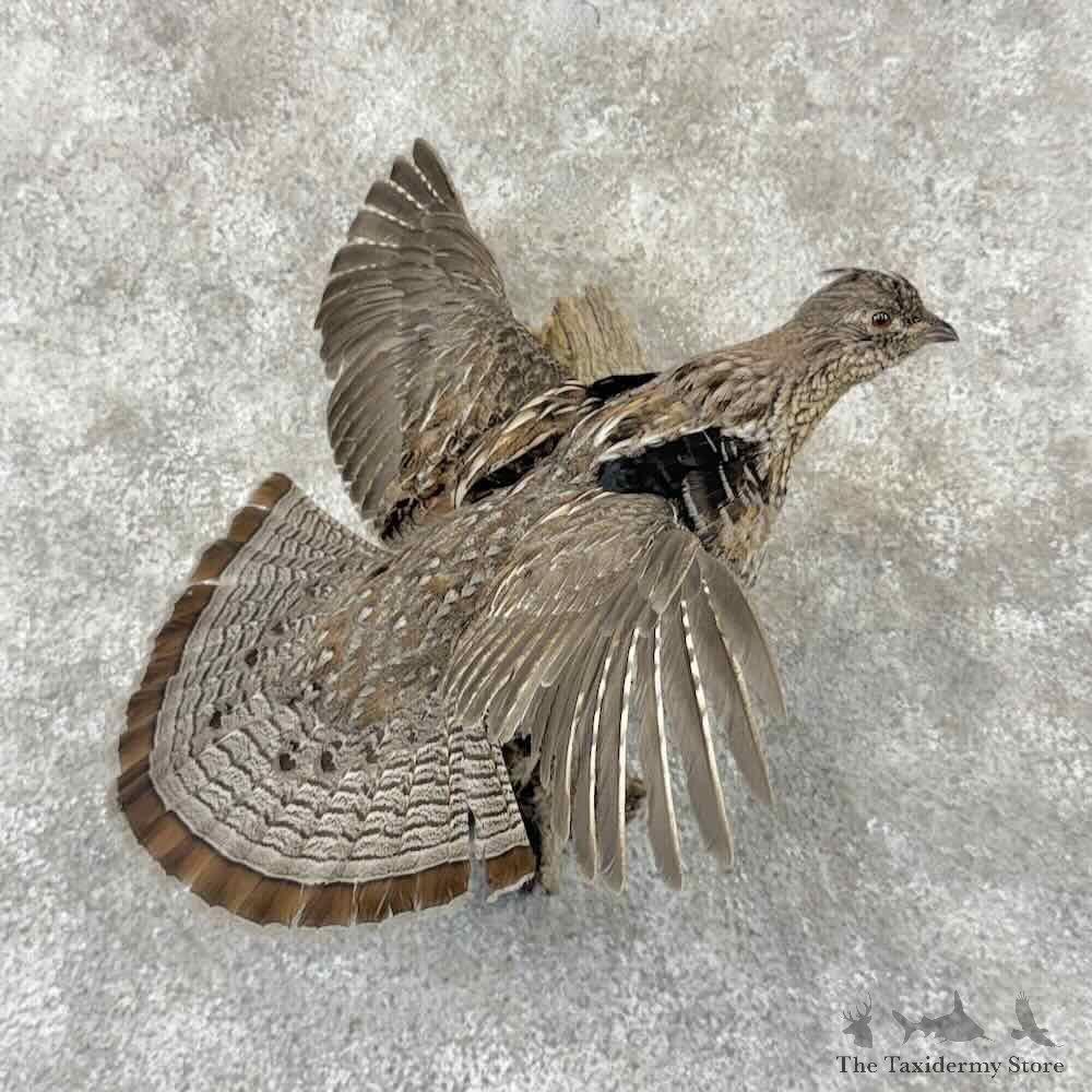 Ruffed Grouse Bird Mount For Sale #31858 @ The Taxidermy Store