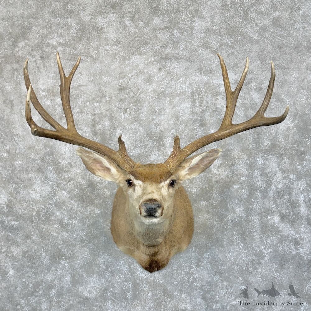 Mule Deer Shoulder Mount For Sale #29069 @ The Taxidermy Store