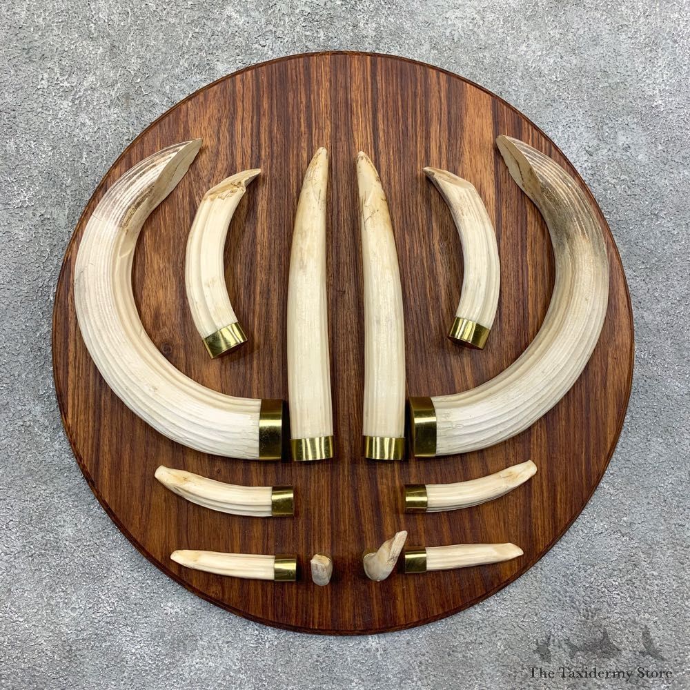Hippopotamus Tooth Set For Sale #22239 @ The Taxidermy Store