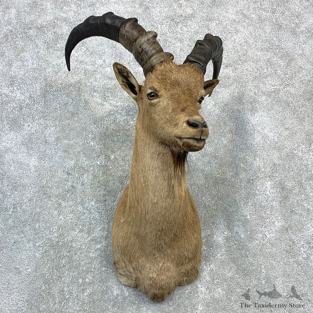 West-Caucasian Tur Taxidermy Shoulder Mount #23078 For Sale @ The Taxidermy Store