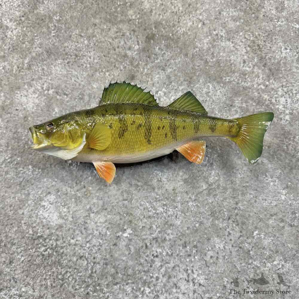 Yellow Perch Fish Mount For Sale #31451 @ The Taxidermy Store