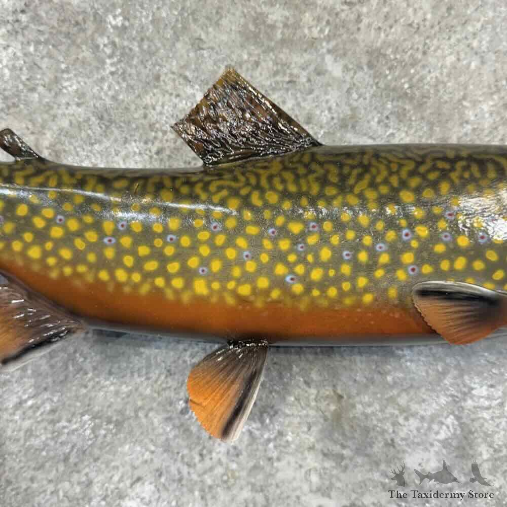 Brook Trout Fish Mount For Sale #32220 @ The Taxidermy Store