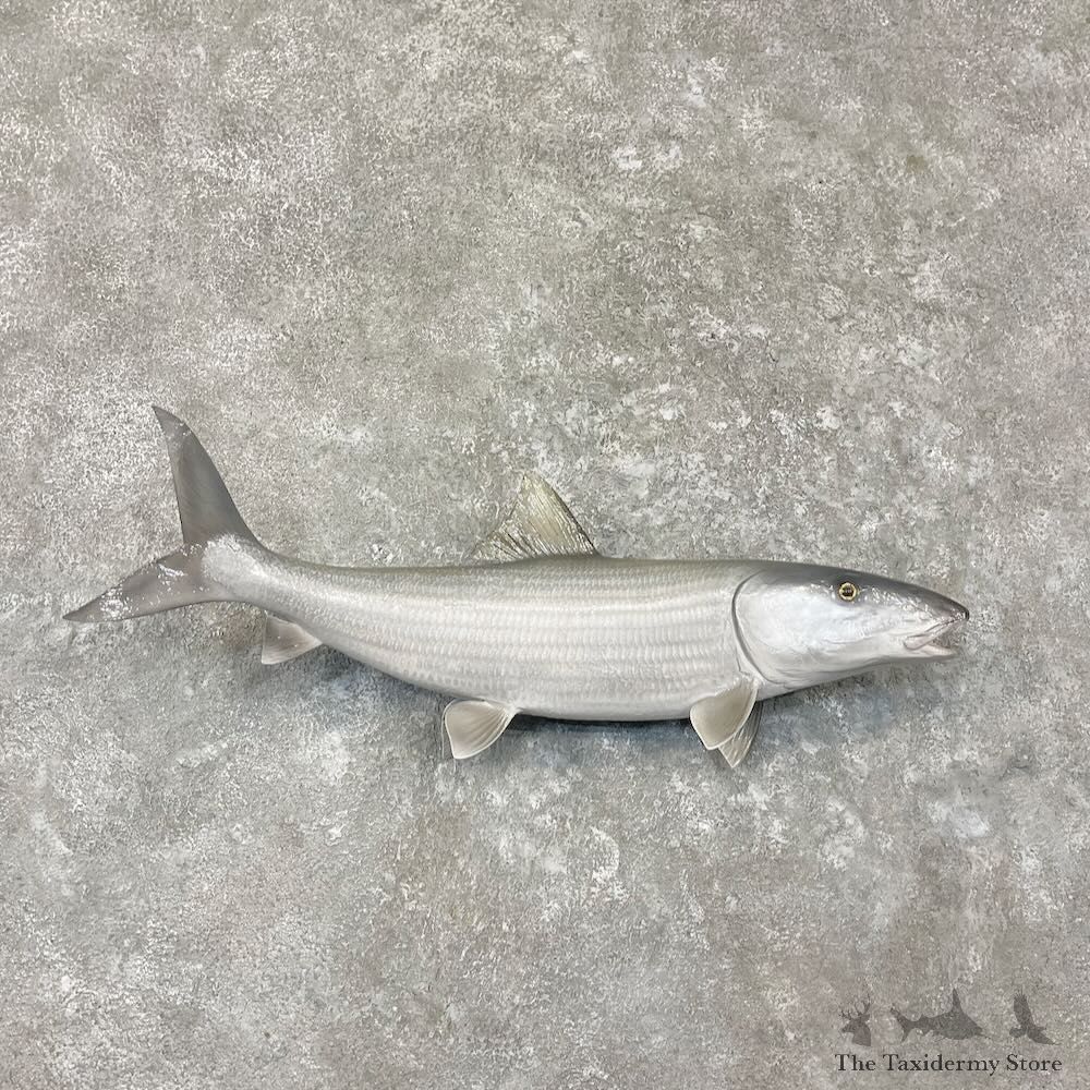 Bonefish Fish Mount For Sale #27709 @ The Taxidermy Store