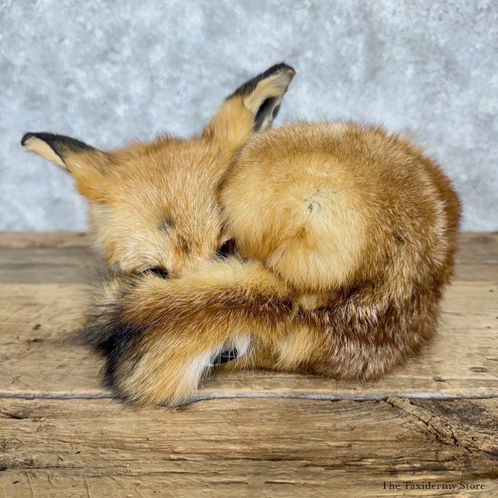 Red Fox Life-Size Mount For Sale #29516 @ The Taxidermy Store