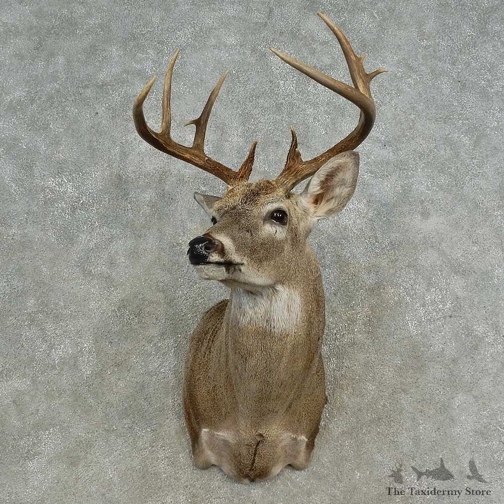 Whitetail Deer Shoulder Mount For Sale #16657 @ The Taxidermy Store