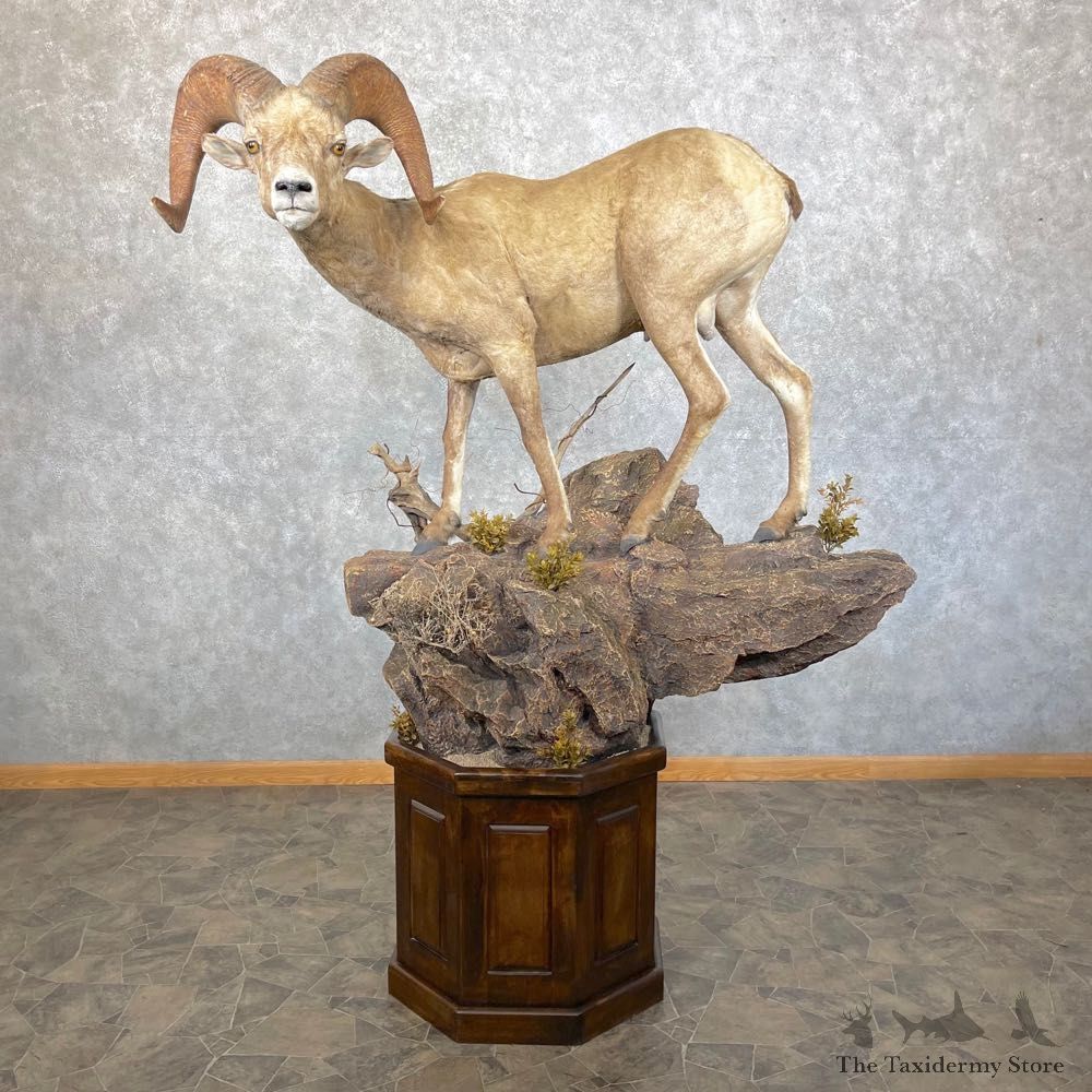 Desert Bighorn Sheep Taxidermy Mount #24512 For Sale - The Taxidermy Store