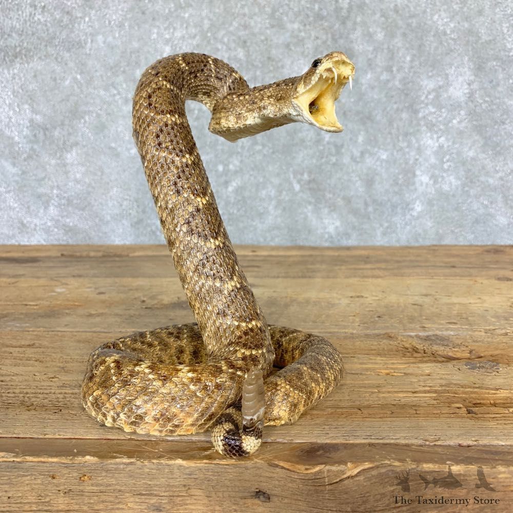 Western Diamondback Rattlesnake Mount For Sale #21766 @ The Taxidermy Store