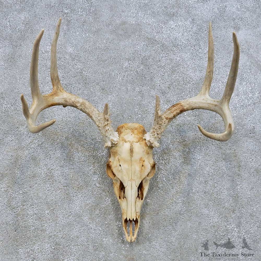 Whitetail Deer Skull European Mount For Sale #14663 @ The Taxidermy Store