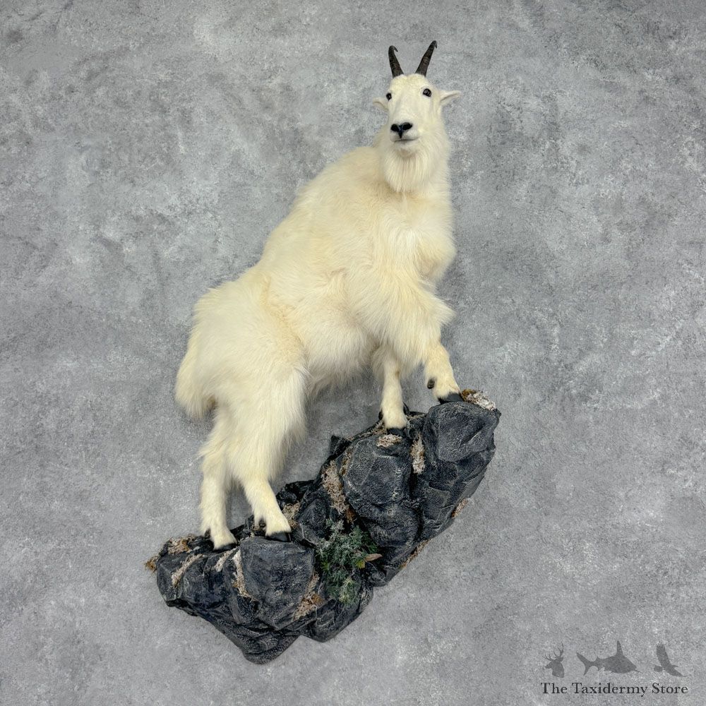 Mountain Goat Life Size Mount For Sale #32411 @ The Taxidermy Store